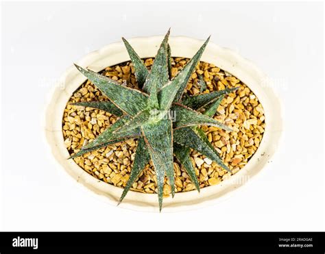 solos cezars succulent