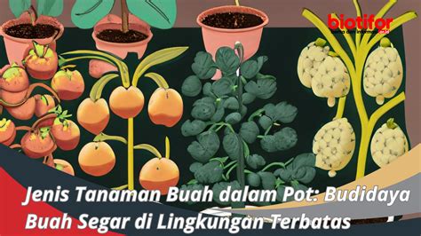 Solusi Kebutuhan Tanaman di Lingkungan Terbatas