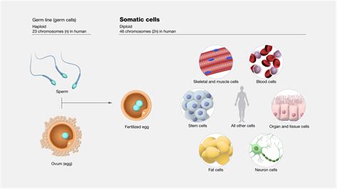 somatic cells
