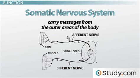 somatic nervous system function example