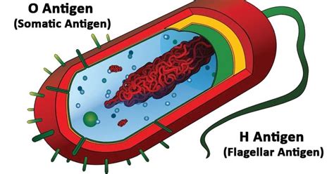 Somatic O Antigen Function