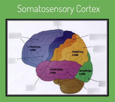 Somatosensory Cortex Function Quizlet