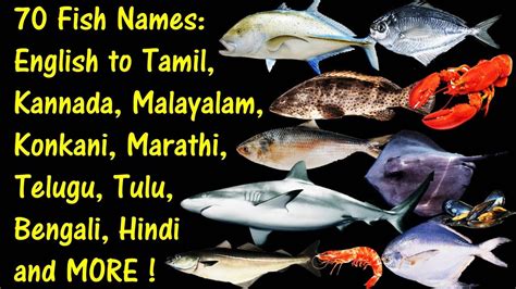 something fishy meaning in kannada