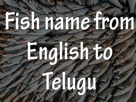 something is fishy meaning in telugu