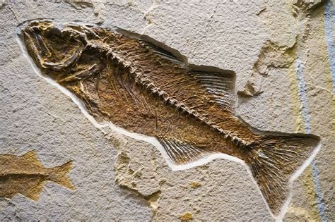 Sometimes Fossils Can Be Found In Sedimentary Rocks