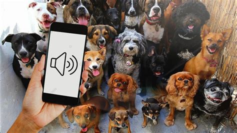 songs to make your dog come to you