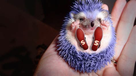 sonic as an actual hedgehog