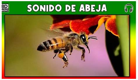 Sonido de Abejas - Bee Sound - zumbido de abejas - Abeja Zumbando - YouTube