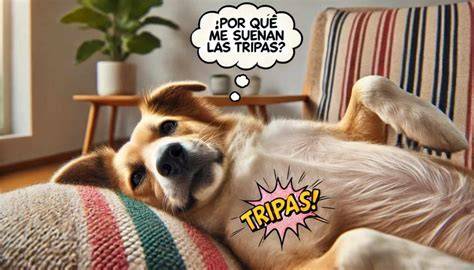 Sonido Tripas Perro De Perros