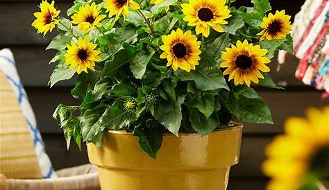 Gestecke Sonnenblumen Sonnenblume, I.GE.A., Höhe 40 cm, Im Topf aus Keramik
