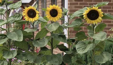 Künstliche Sonnenblumen im Topf 35 cm