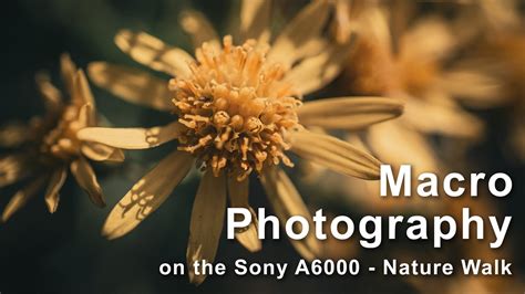 Sony A6000 Macro