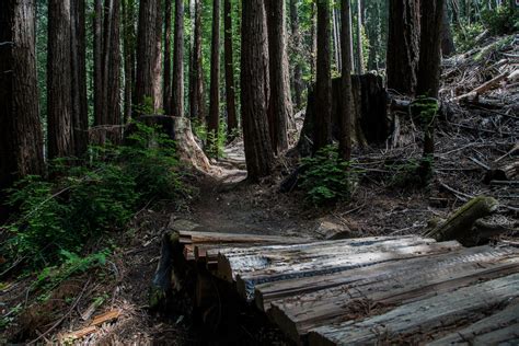 Exploring Soquel Demonstration Forest: A Hidden Gem In 2023