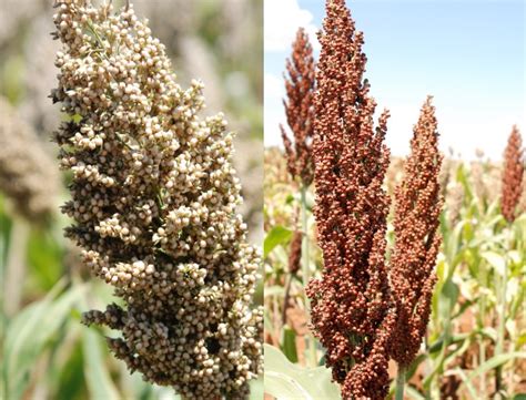 Sorghum And Finger Millet