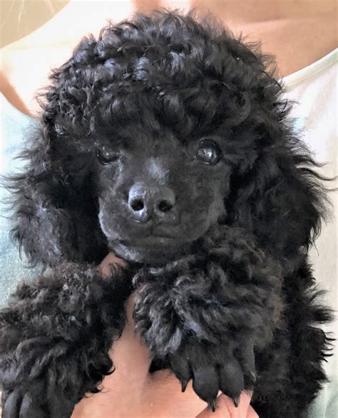 Sort Toy Puddel Til Salg