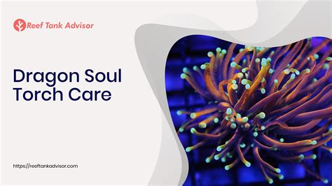 Soul Torch Vs Regular Torch