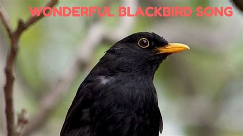 sound of a blackbird