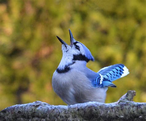 sound of a blue jay singing