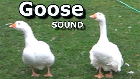 sound of a goose