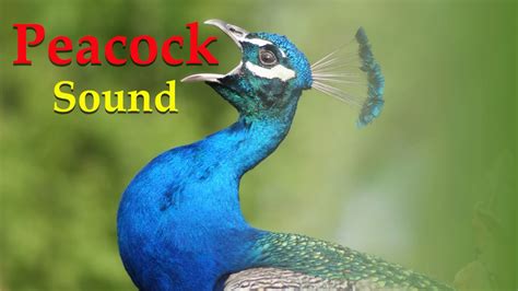 sound of a peacock calling