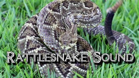 sound of a rattlesnake warning