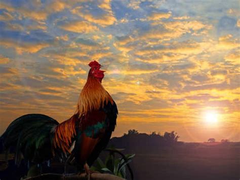 sound of a rooster crowing in the morning