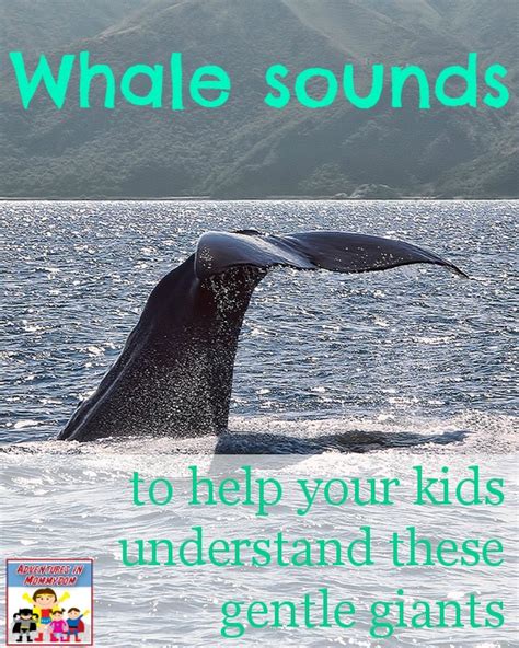 sounds a whale makes