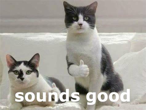 Sound advice Lolcats lol cat memes funny cats funny cat