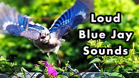 sounds of a blue jay