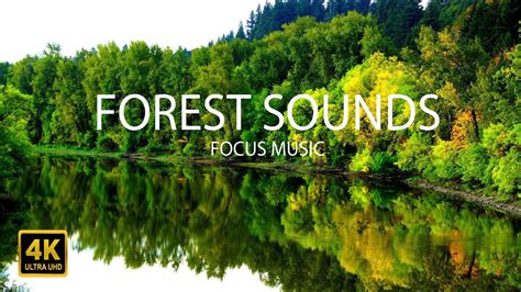 sounds of forest
