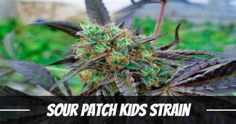 Sour Patch Kid Strain
