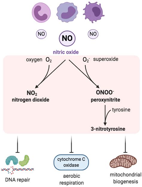 Sources Of Vascular Nitric Oxide And Reactive Oxygen Species And Their Regulation