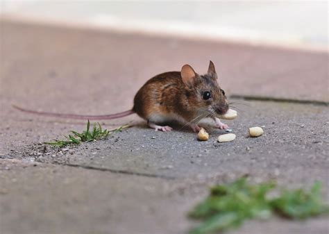 Les souris dans les faux plafonds et dans les murs, que faire ? Aurouze