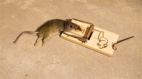 Comment attraper une souris dans un appartement