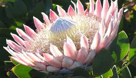 South Africa's Indigenous Flowers on Display in Pietermaritzburg