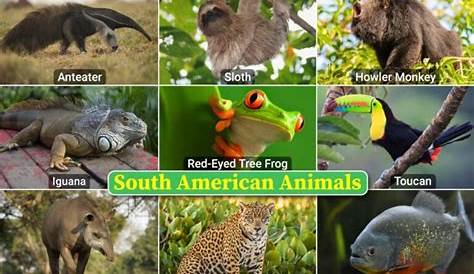 What Animals Live In South America? - WorldAtlas.com