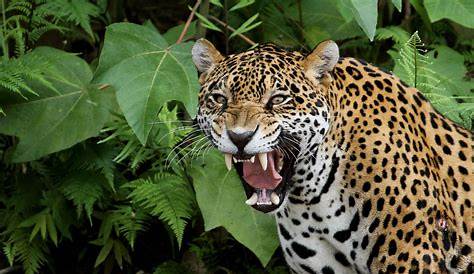 South America: wild animals at risk of 'genetic pollution' | En Güzel Hobim