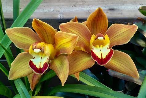 Rare delights at orchid fair South Coast Herald
