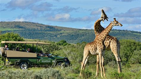 south africa safari reviews