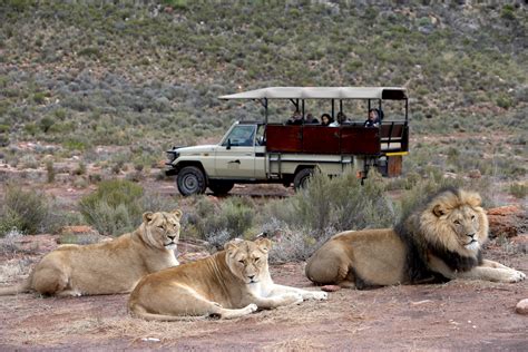 south africa safaris near cape town