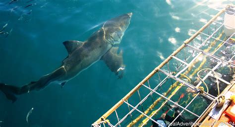 south africa shark and safari tours reviews
