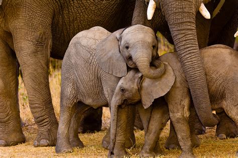 south african elephant facts