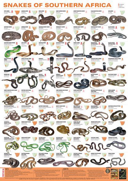 south african snakes list