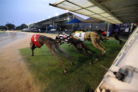south australia greyhound racing club