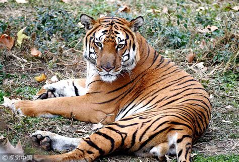 south china tiger population