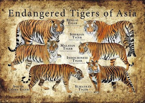 south china tiger vs bengal tiger