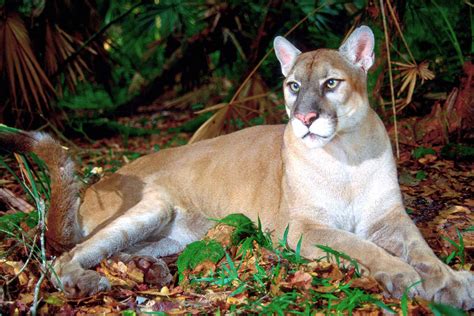 south florida panther central