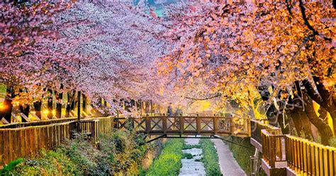 south korea cherry blossom 2023