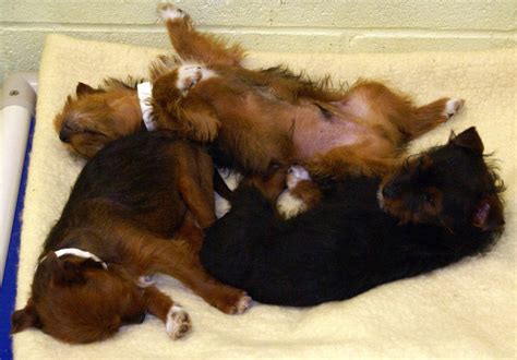 southampton animal shelter adoptable dogs