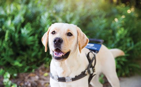 southeastern guide dogs jobs